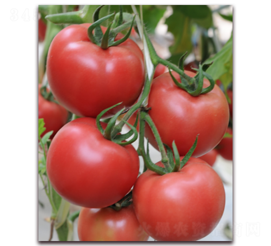 金棚秋盛-番茄種子-金鵬