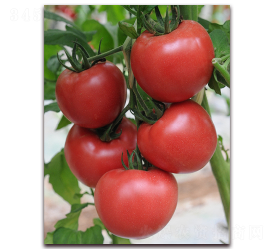 金棚9號(hào)-番茄種子-金鵬