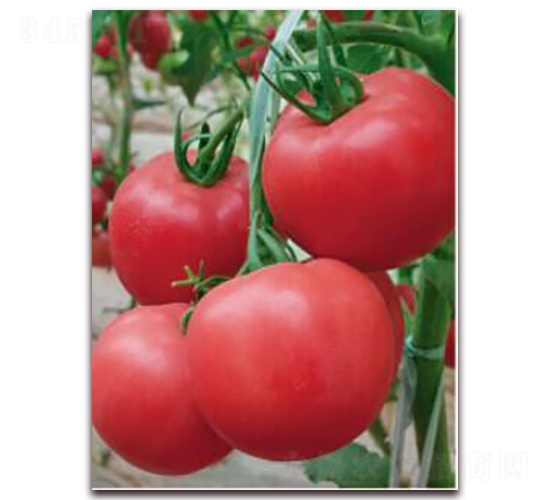 金棚8號-番茄種子-金鵬