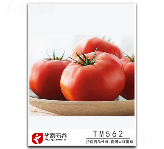 TM562-番茄種子-華泰五谷
