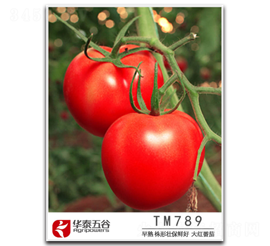 TM789-番茄種子-華泰五谷