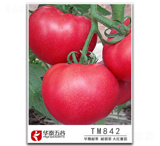 TM842-番茄種子-華泰五谷