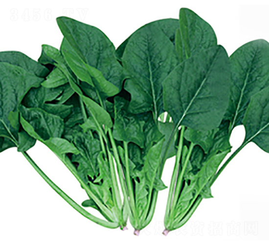 ؐ�ز���-���˷N��-����