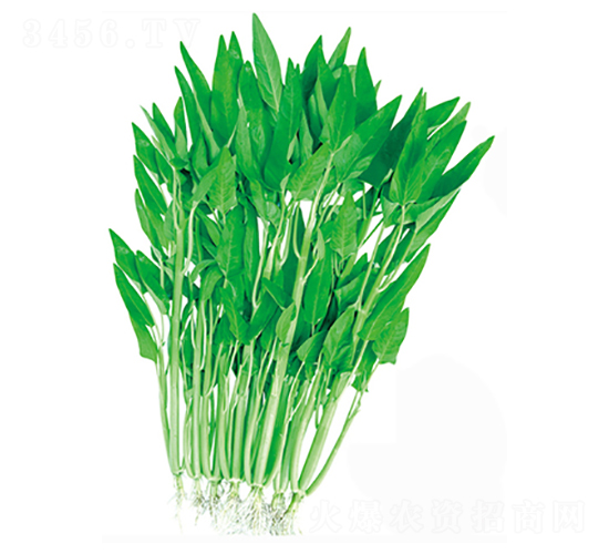 �}��������Ĳ�-���Ĳ˷N��-����