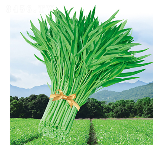 ����_(t��i)�����~���Ĳ�-���Ĳ˷N��-����