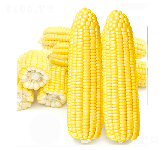 福田玉三號-玉米種子-立信