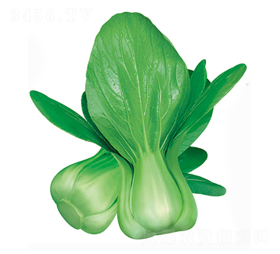 ����-�๣�˷N��-����