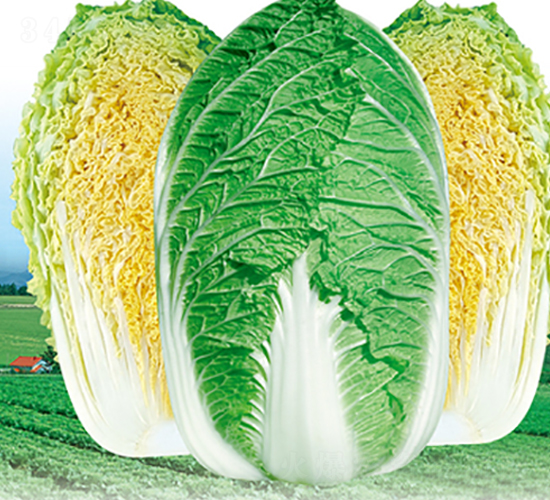 ����-�ײ˷N��-����