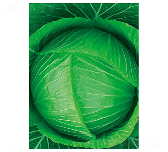 �Gʥ-���{�N��-����