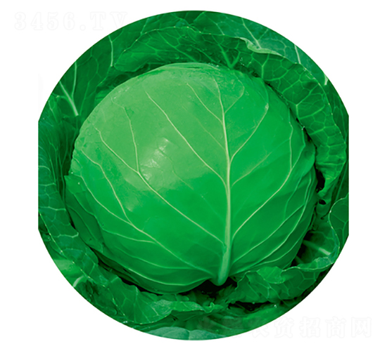 �G��ʯ-���{�N��-����