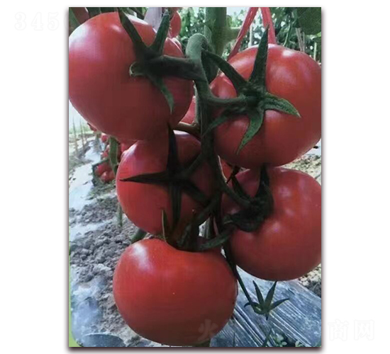 �t��K-�t�����ѷN��-���\���r(n��ng)