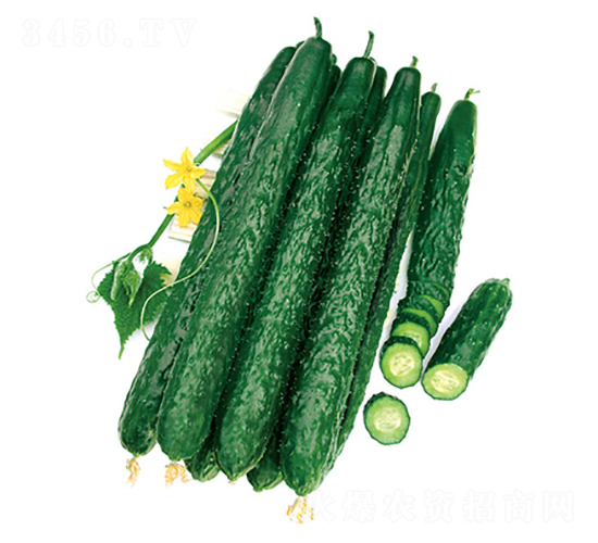 ����̖���-�S�ϷN��-����