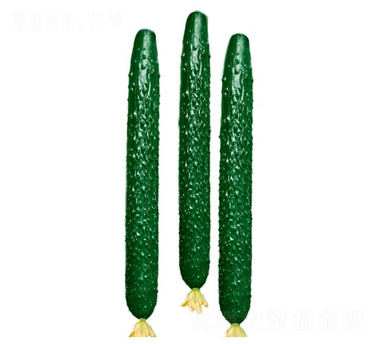 ����̖���-�S�ϷN��-����