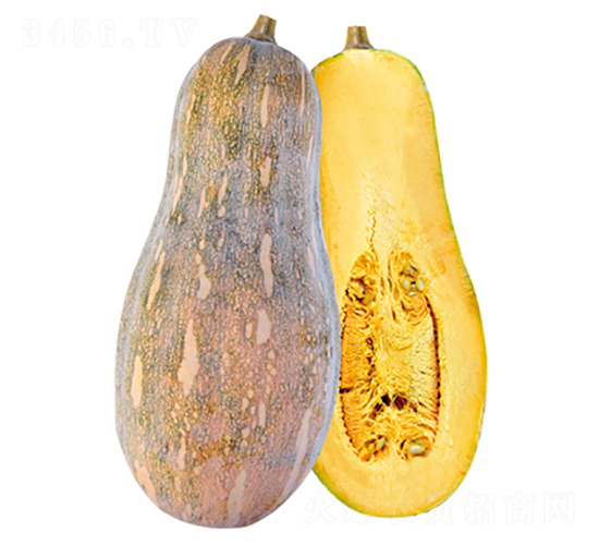 �𴬼t������-�ϹϷN��-����