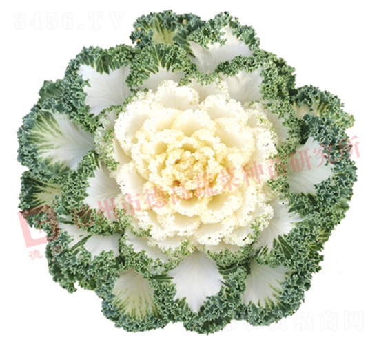 ��ѩ����-���¸��{�N��-�¸�