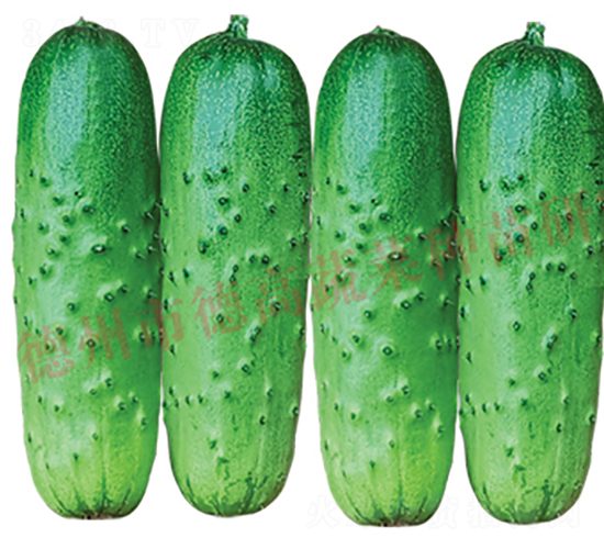 德高1925-黃瓜種子-德高