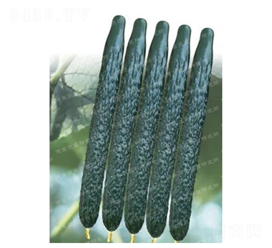 德高C57-黃瓜種子-德高