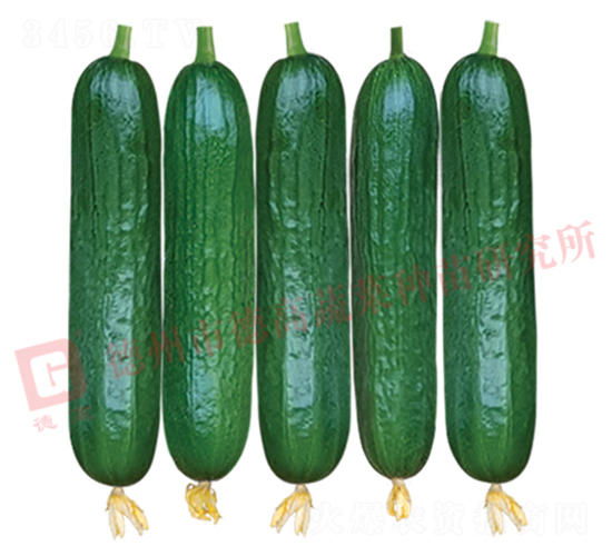 德高歐龍寶-黃瓜種子-德高