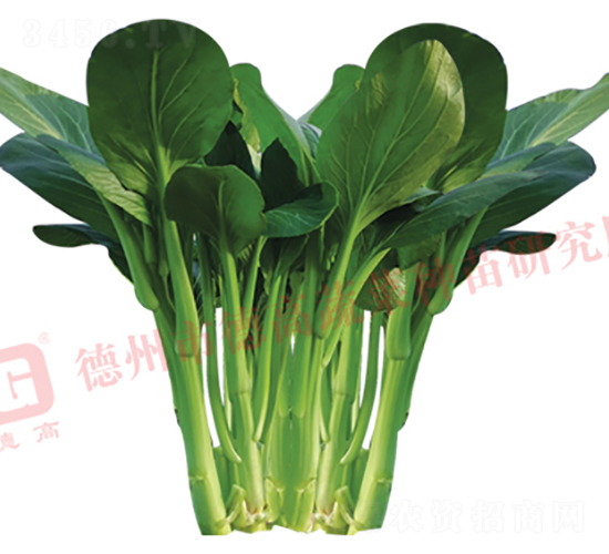 �¸���̦-��޷�N��-�¸�