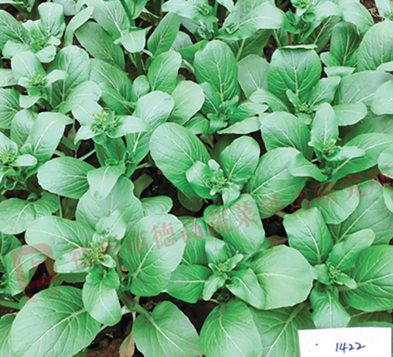 �¸�1422-���ķN��-�¸�