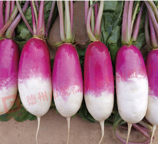 RS60-�}���N��-�¸�