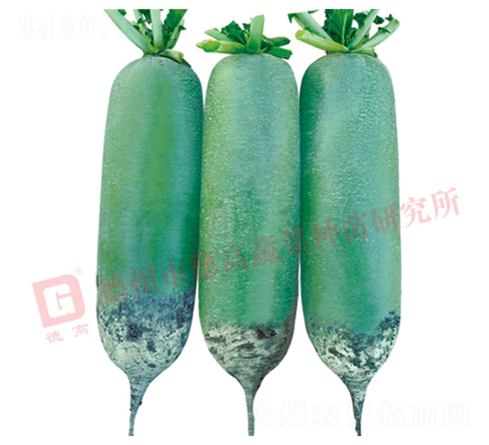 R16-水果蘿卜種子-德高