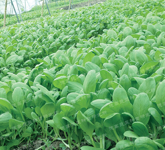 �uë��3̖(h��o)-�๣�˷N��-�¸�