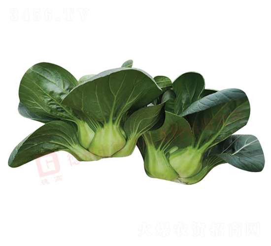 �K����-�๣�˷N��-�¸�