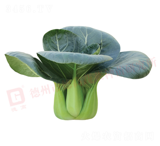 �¸�1135-�๣�˷N��-�¸���