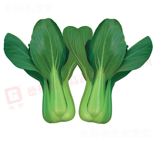 �¸ߟ��L(f��ng)-�๣�˷N��-�¸�