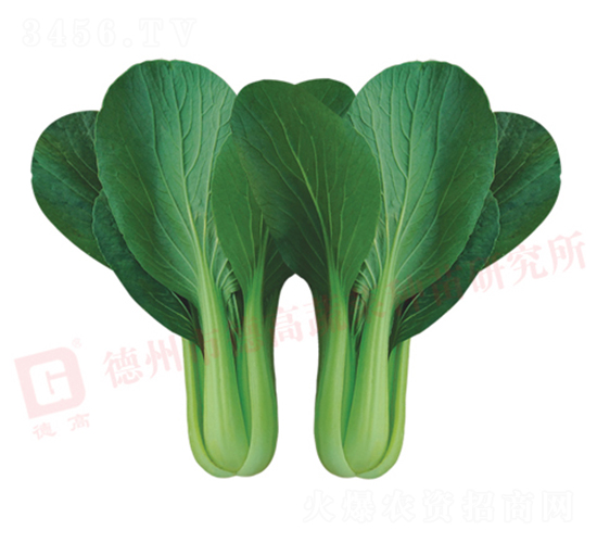 �A��Ɲ428-�๣�˷N��-�¸�