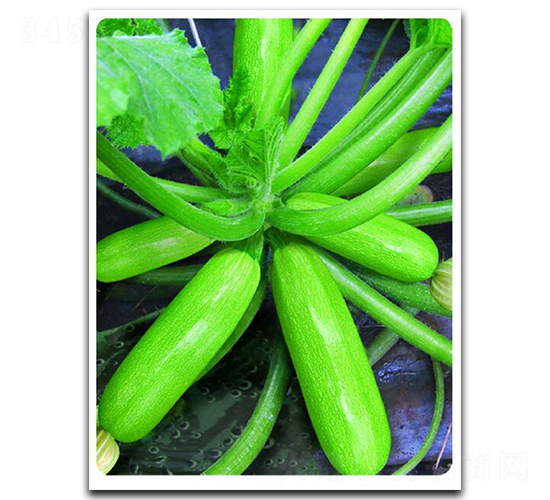 ����206-�����J�N��