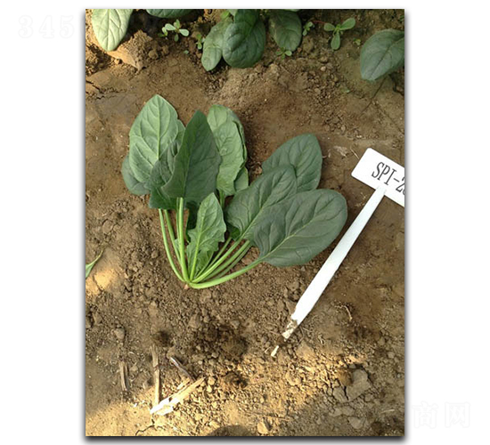 �������G-���˷N��