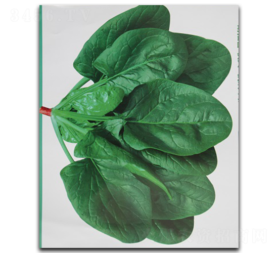 ʥ��-���˷N��