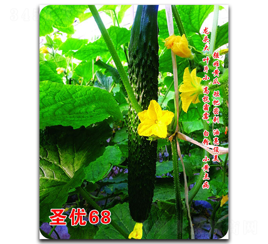 圣優(yōu)68-黃瓜種子