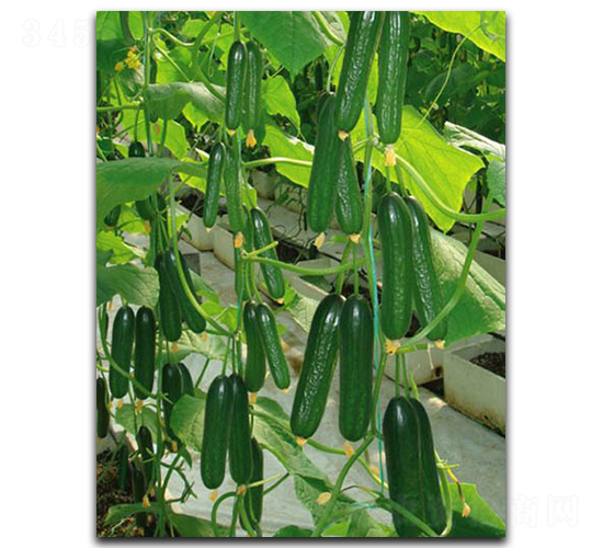 �Gؐ-�S�ϷN��