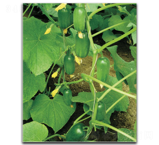 ��ͯ-�S�ϷN��