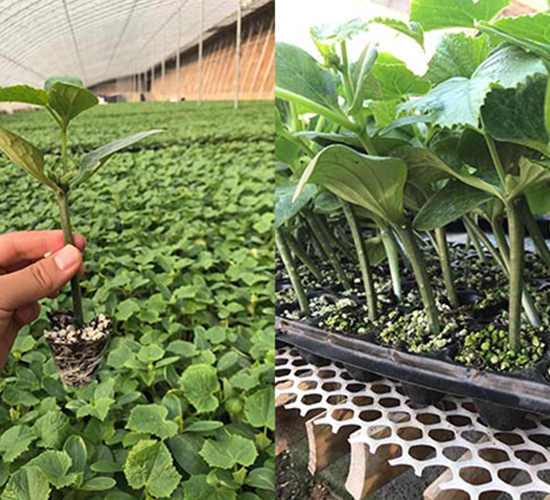 金剛鉆砧木-黃瓜種子