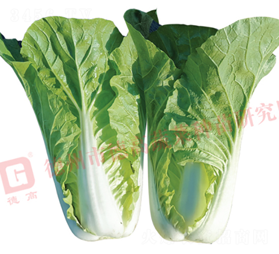 �¸�2142-��˷N��-�¸�