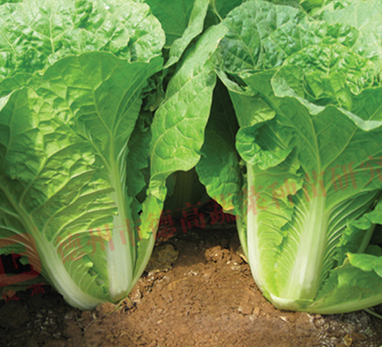 ����-��˷N��-�¸�