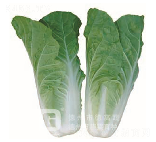 CR188-�๣�˷N��-�¸�