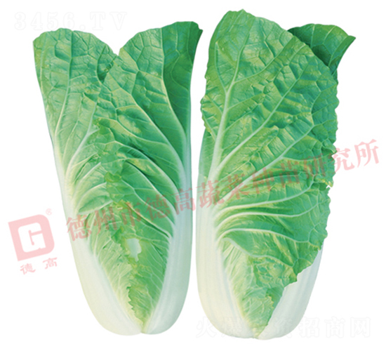 ���6̖(h��o)-��˷N��-�¸�