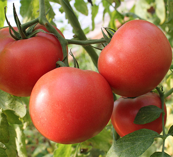 ����PT305-���ѷN��