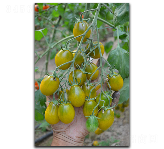 �����S����-���ѷN��