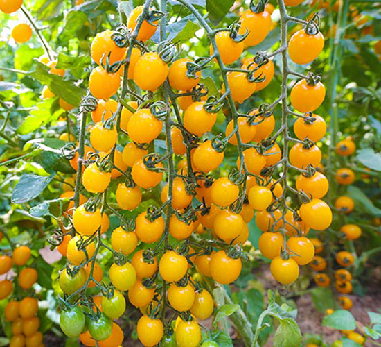 �����S��2̖-���ѷN��