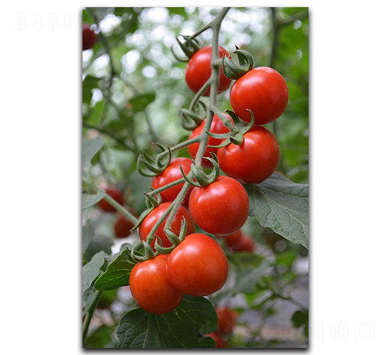 ���е�ϼ-���ѷN��