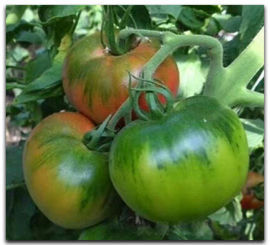 ����PT1208-���ѷN��