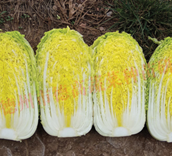 德高CR金帝-娃娃菜種子-德高