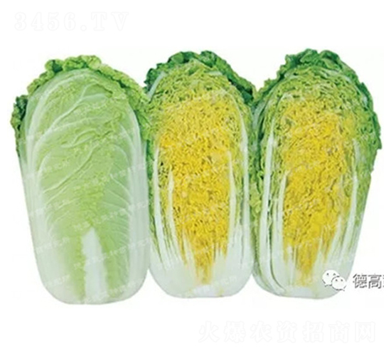 德高娃6-娃娃菜種子-德高