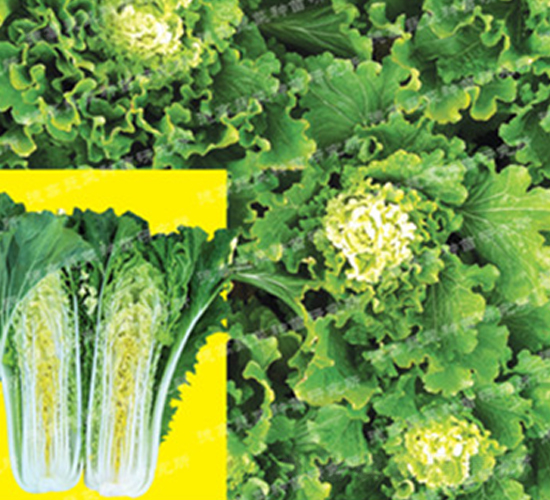 大棵菜-德高371-大白菜種子-德高